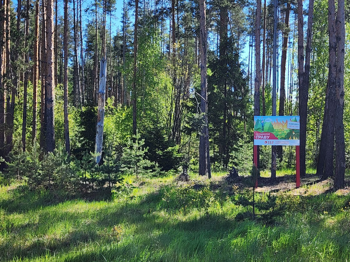 Лесовосстановление, орехово-зуевский округ,посадка леса,