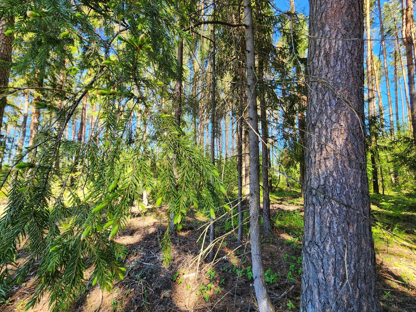 Лесовосстановление, орехово-зуевский округ,посадка леса,