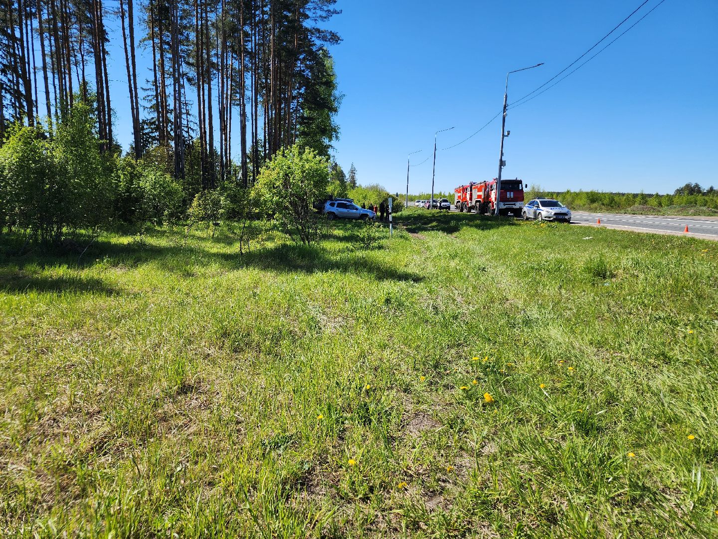 Лесовосстановление, орехово-зуевский округ,посадка леса,