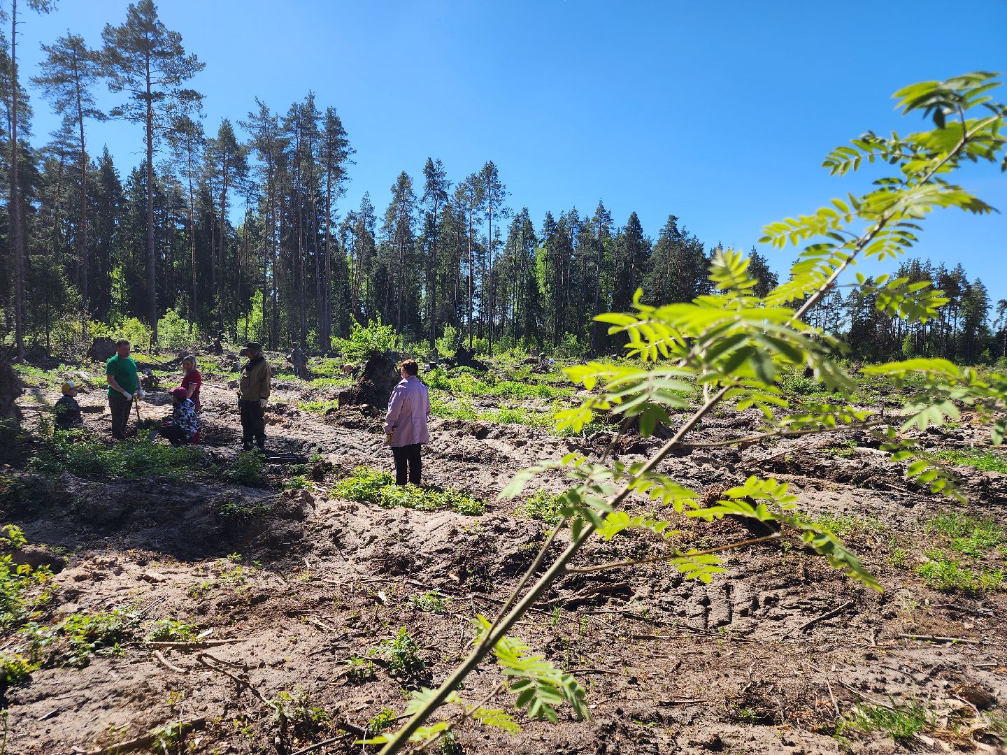 Лесовосстановление, орехово-зуевский округ,посадка леса,