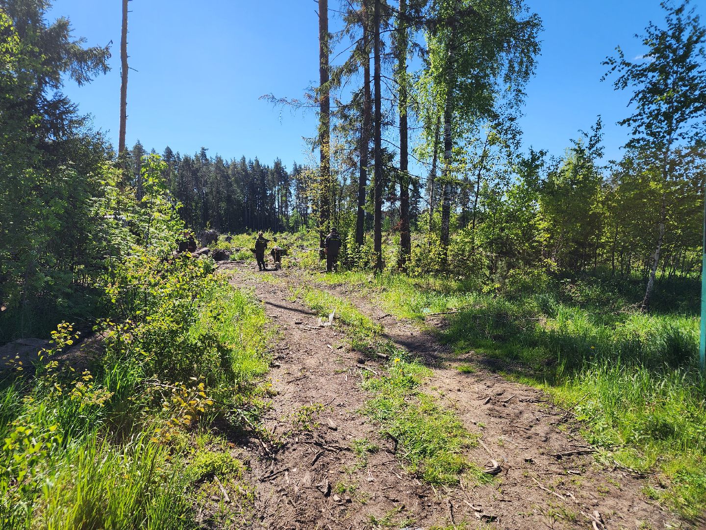 Лесовосстановление, орехово-зуевский округ,посадка леса,