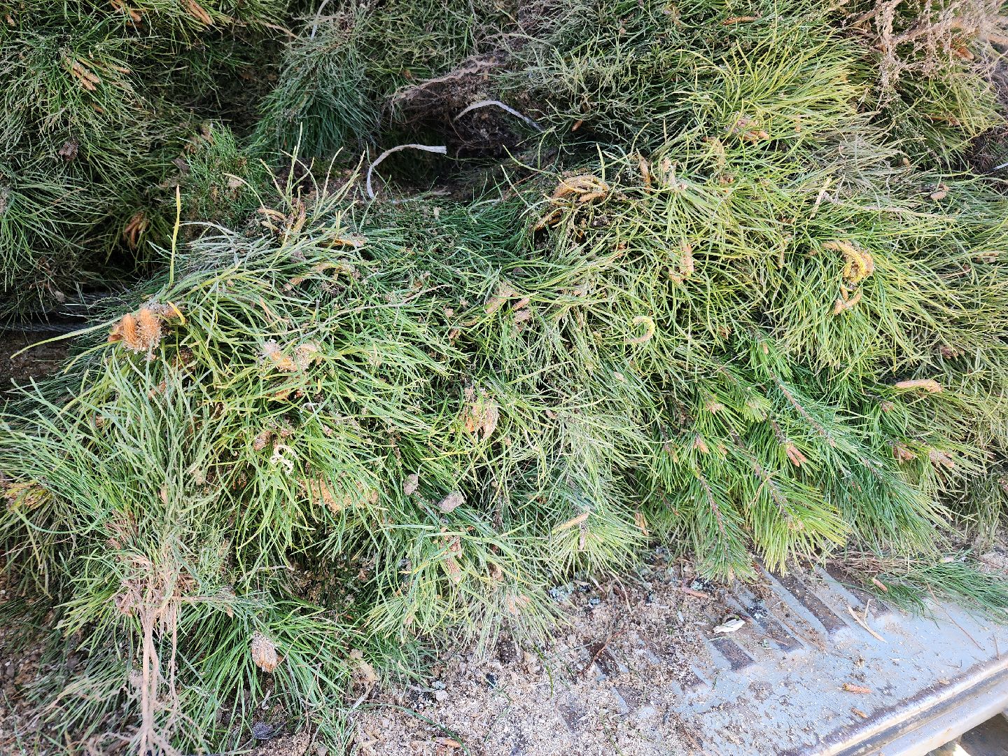 Лесовосстановление, орехово-зуевский округ,посадка леса,