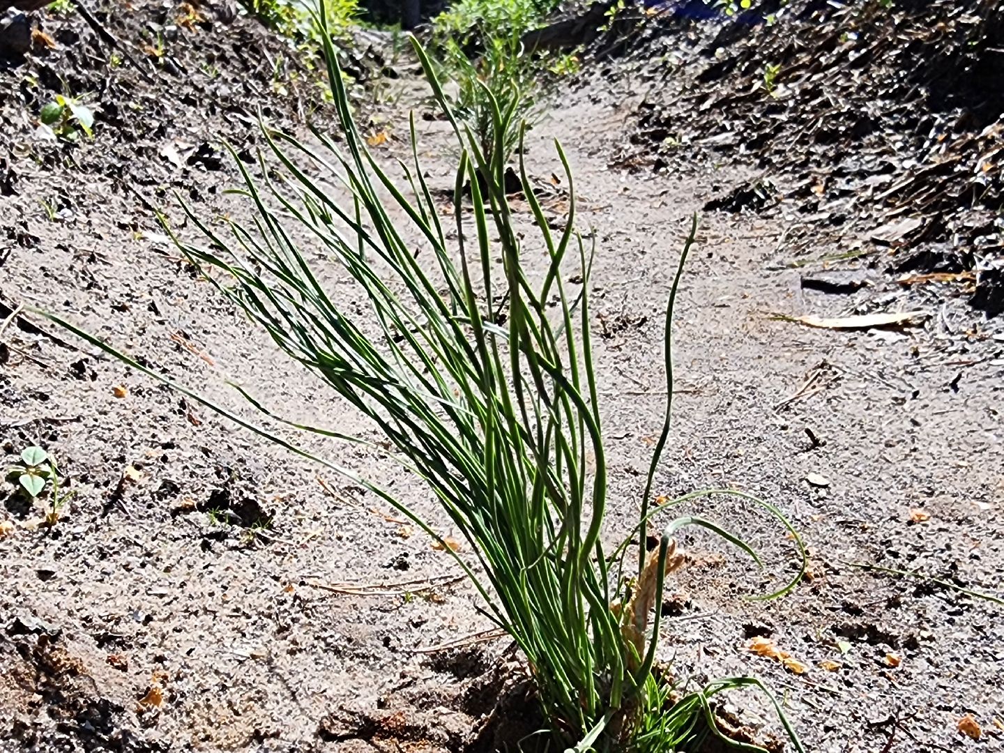 Лесовосстановление, орехово-зуевский округ,посадка леса,