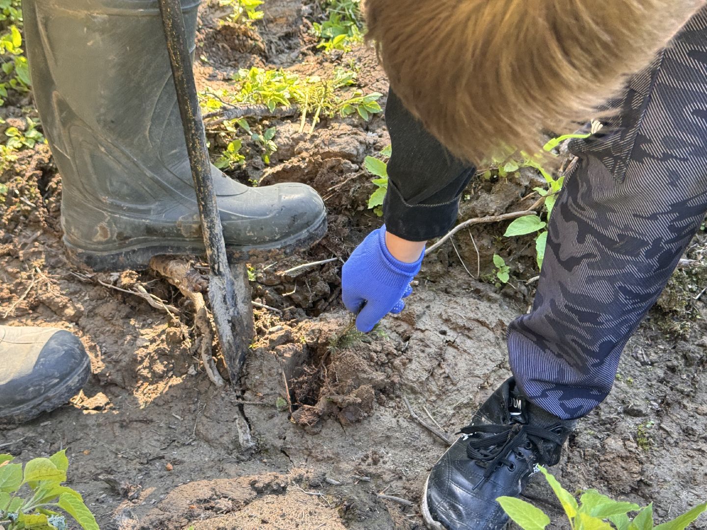 шаховская, школьное лесничество, лес будущего,