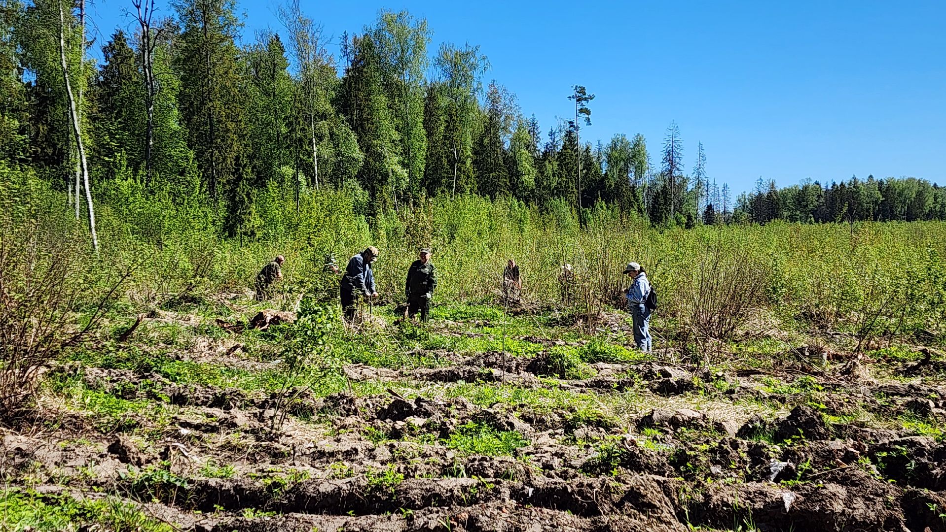 Солнечногорск, экология, лес, лес будущего, Комлесхоз,