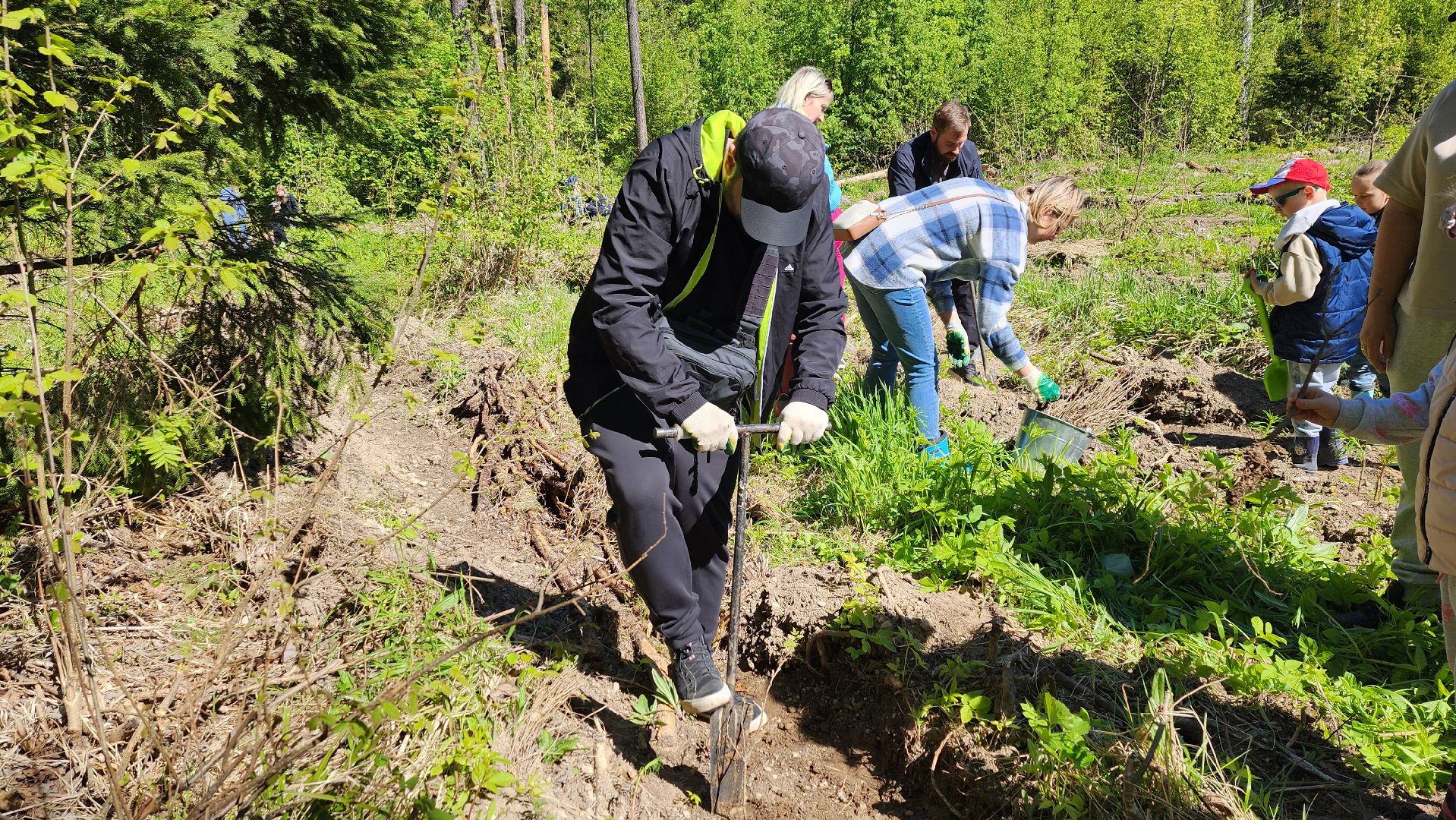 Солнечногорск, экология, лес, лес будущего, Комлесхоз,
