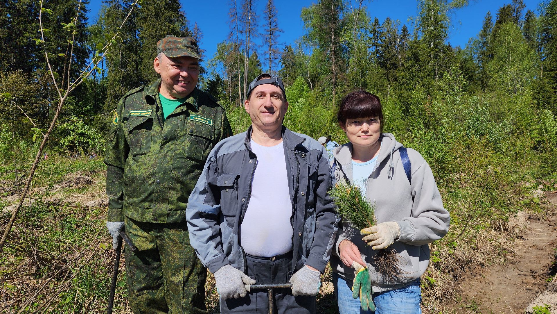 Солнечногорск, экология, лес, лес будущего, Комлесхоз,