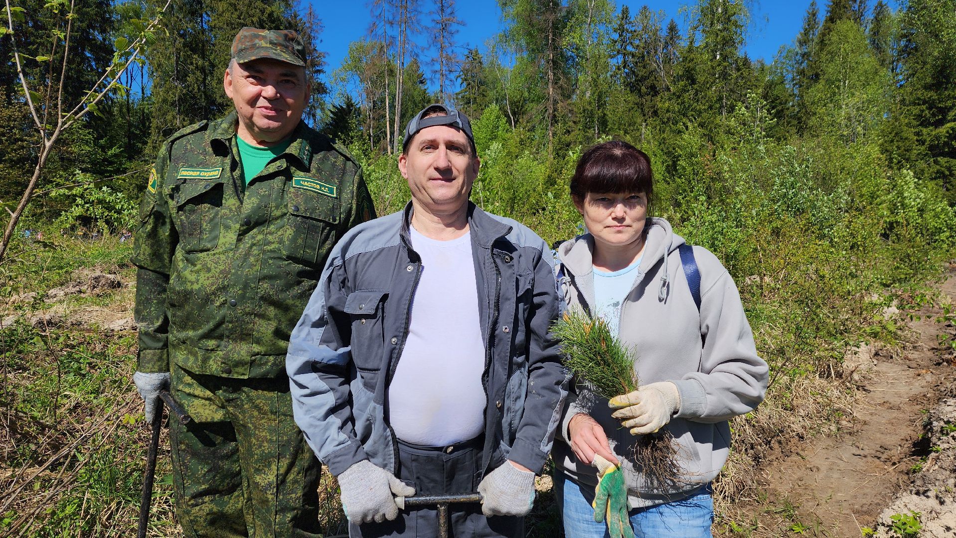 Солнечногорск, экология, лес, лес будущего, Комлесхоз,