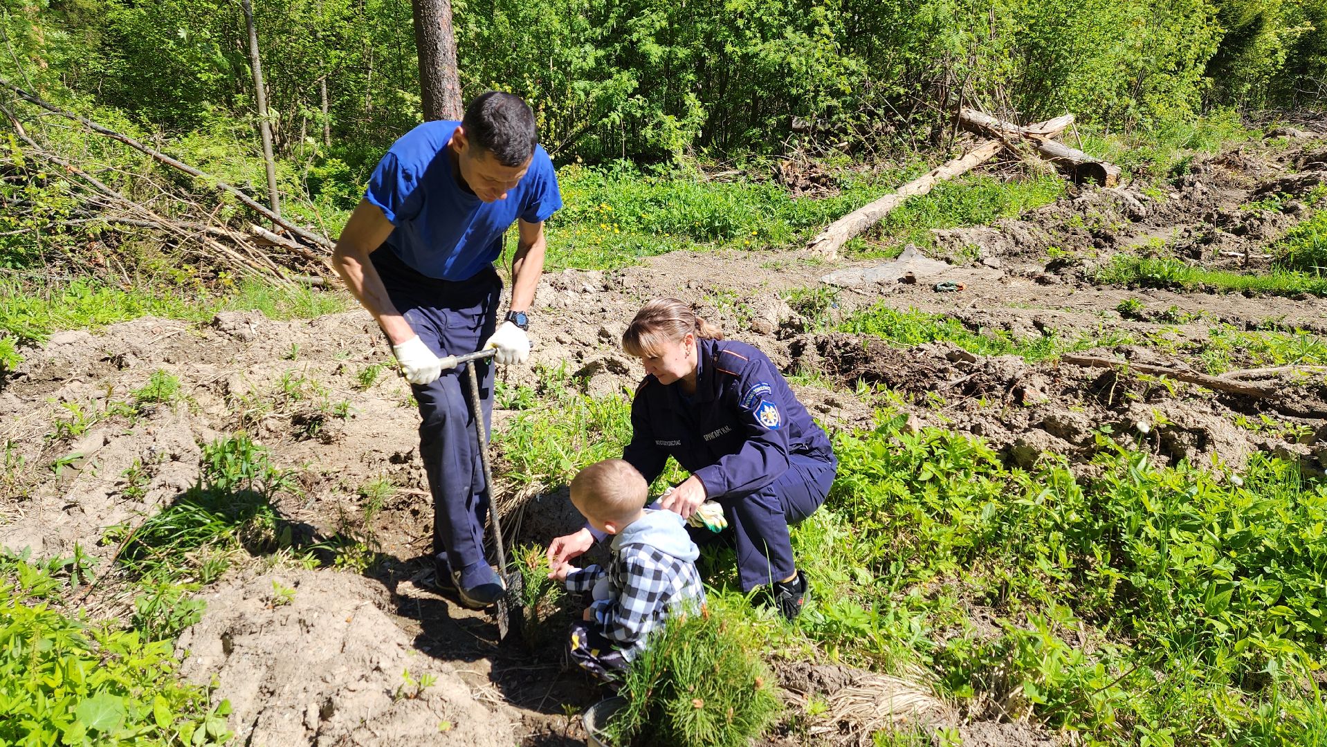 Солнечногорск, экология, лес, лес будущего, Комлесхоз,