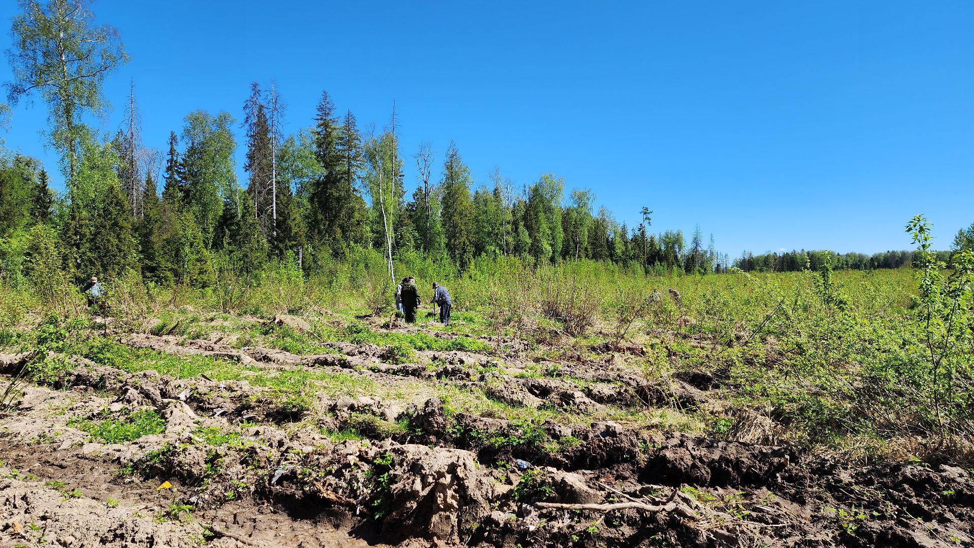 Солнечногорск, экология, лес, лес будущего, Комлесхоз,