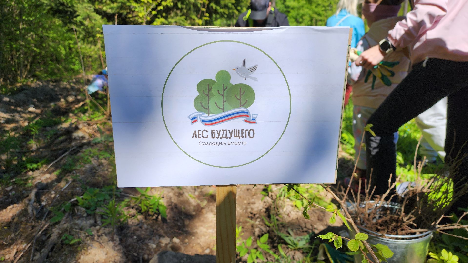 Солнечногорск, экология, лес, лес будущего, Комлесхоз,