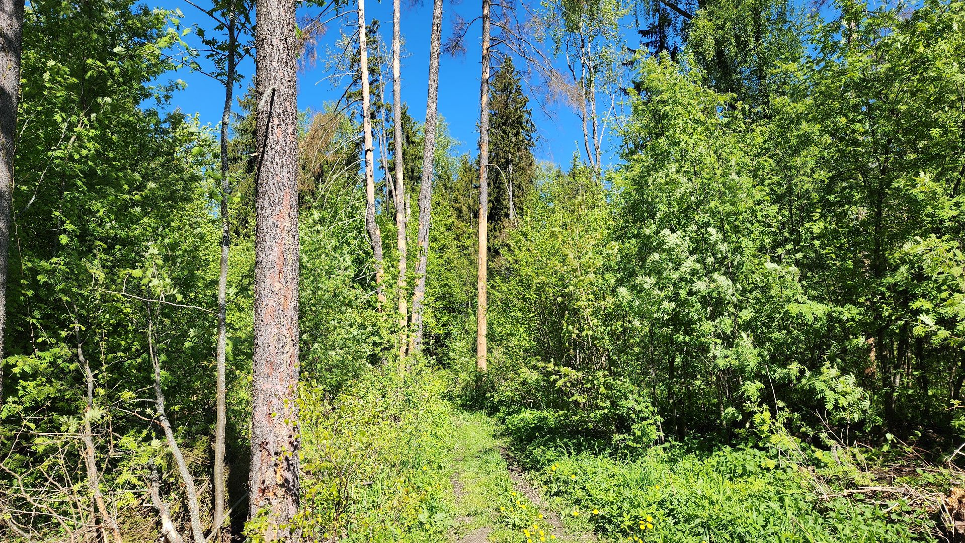 Солнечногорск, экология, лес, лес будущего, Комлесхоз,