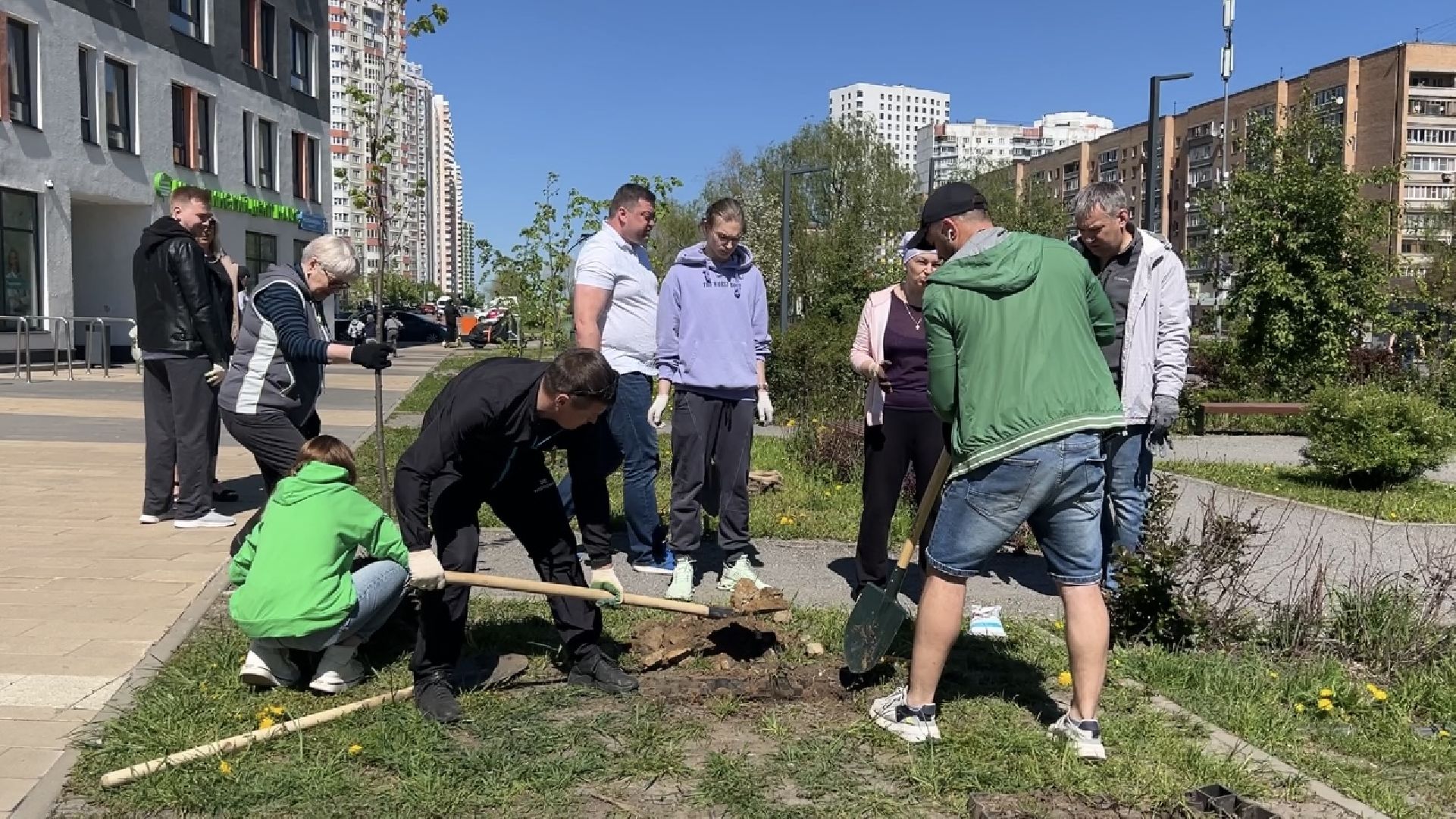химки, благоустройство, лес будущего, высадка деревьев,