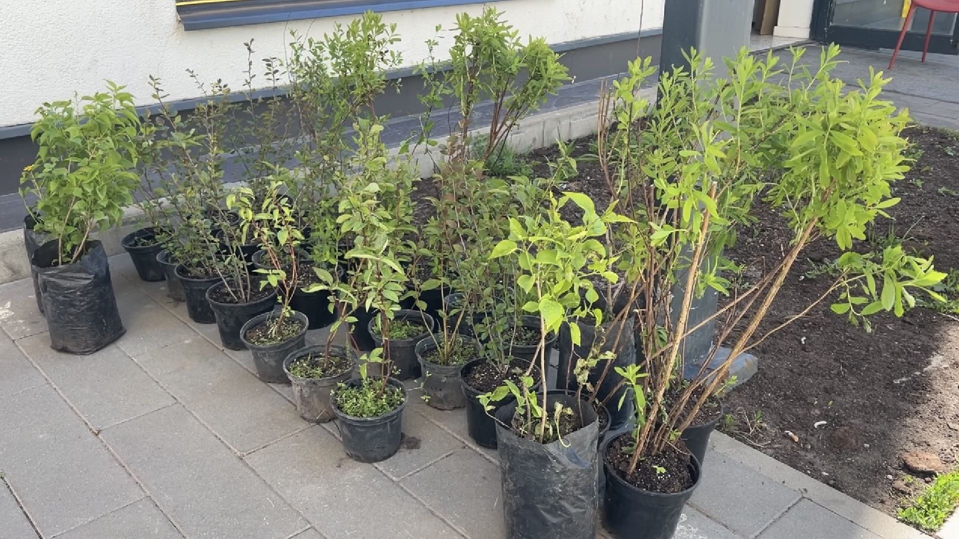 химки, благоустройство, лес будущего, высадка деревьев,