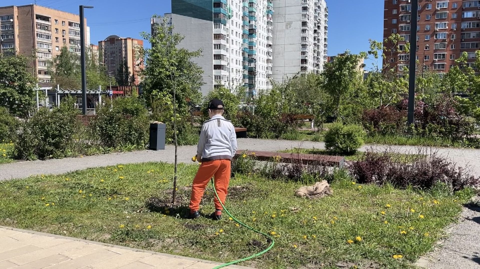 химки, благоустройство, лес будущего, высадка деревьев,
