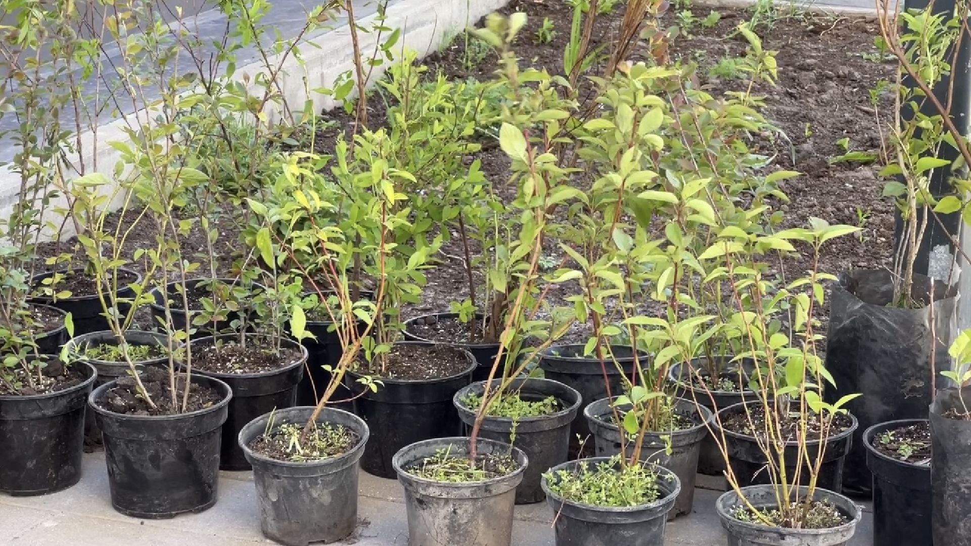 химки, благоустройство, лес будущего, высадка деревьев,