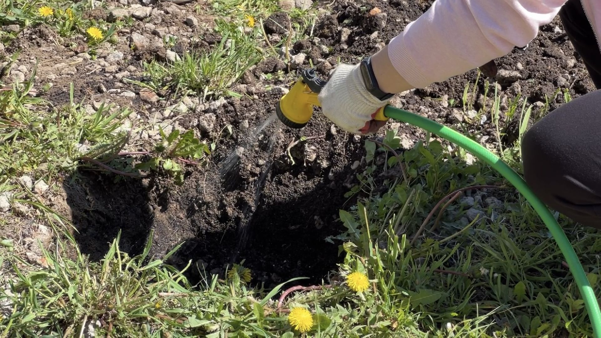 химки, благоустройство, лес будущего, высадка деревьев,