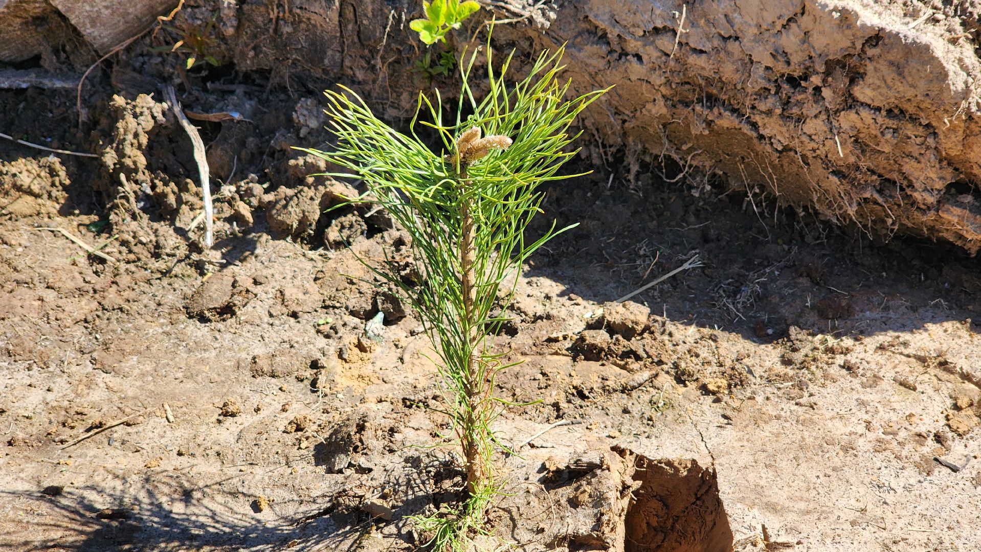 Солнечногорск, экология, лес будущего, комлесхоз,