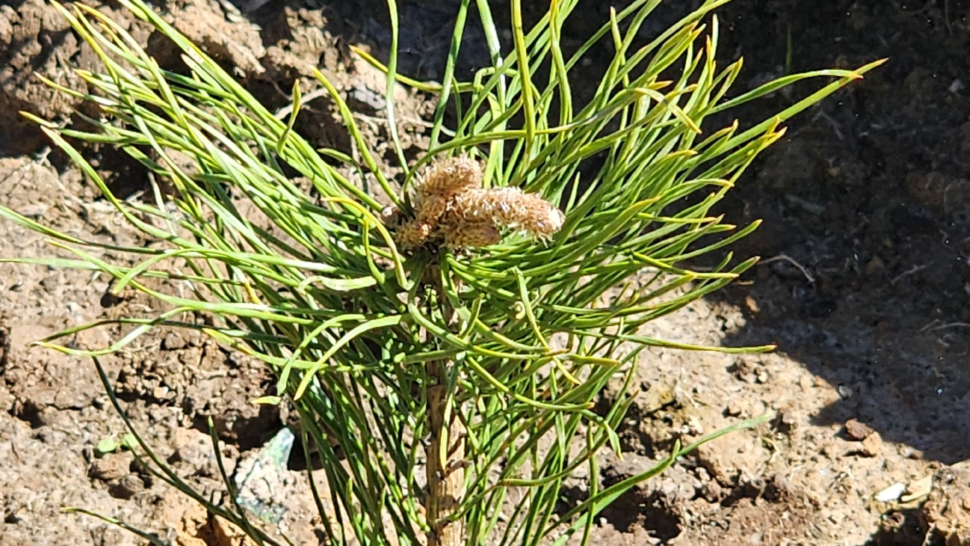 Солнечногорск, экология, лес будущего, комлесхоз,