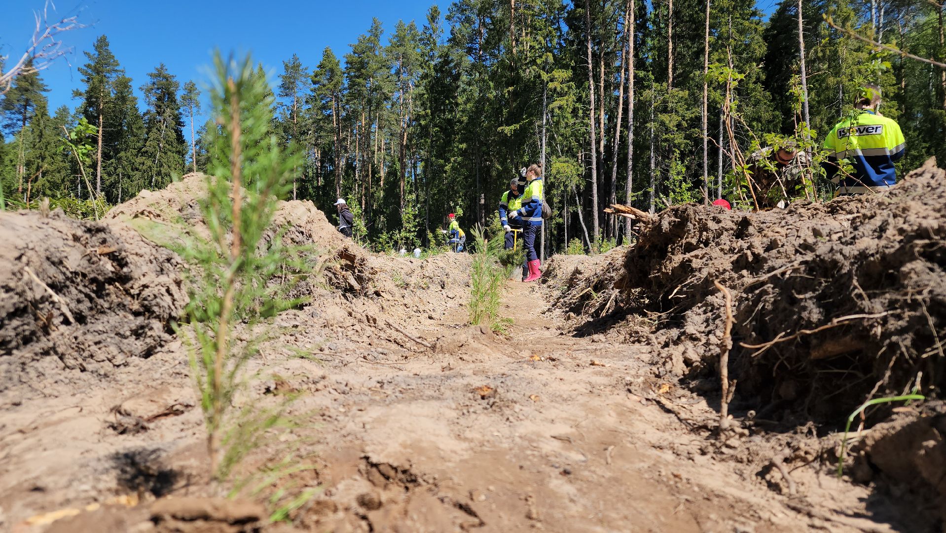 егорьевск, леоново, лес, сосны, посадка, лес будущего, саженцы,