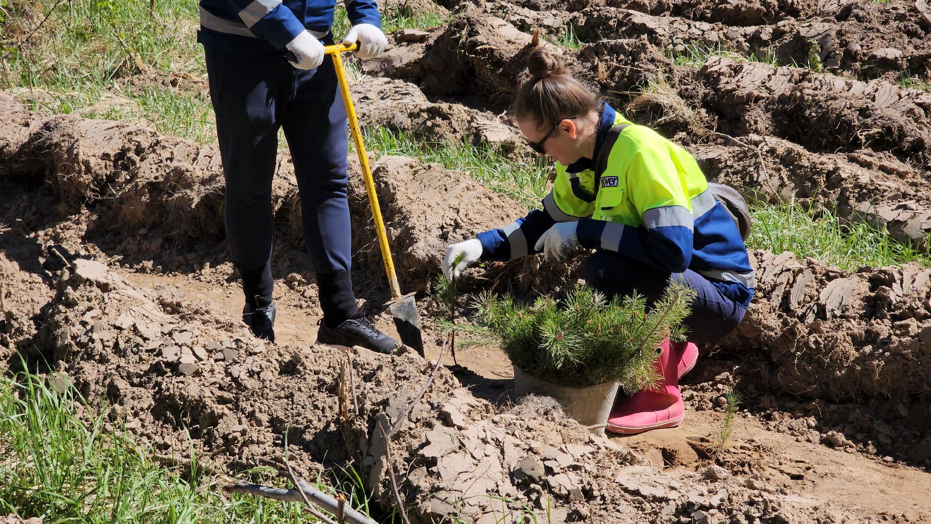 егорьевск, леоново, лес, сосны, посадка, лес будущего, саженцы,