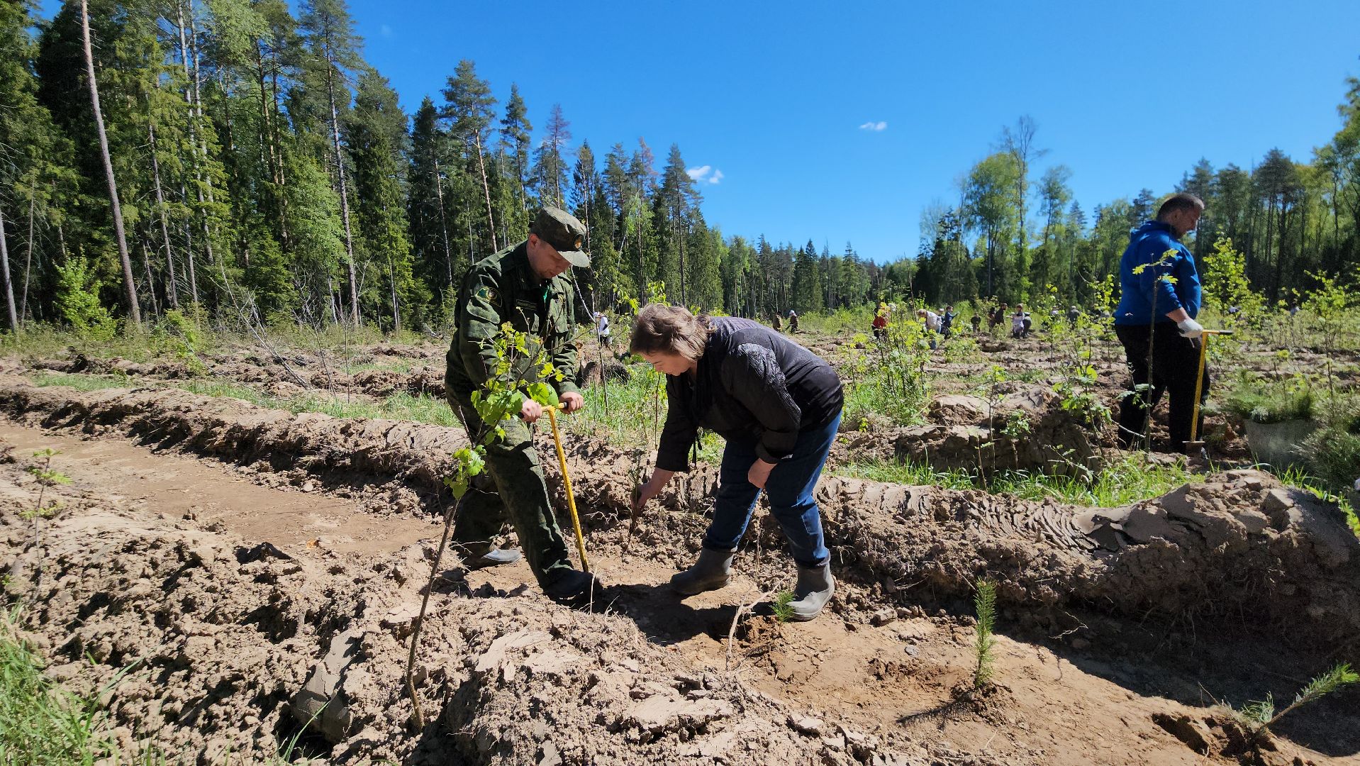 егорьевск, леоново, лес, сосны, посадка, лес будущего, саженцы,