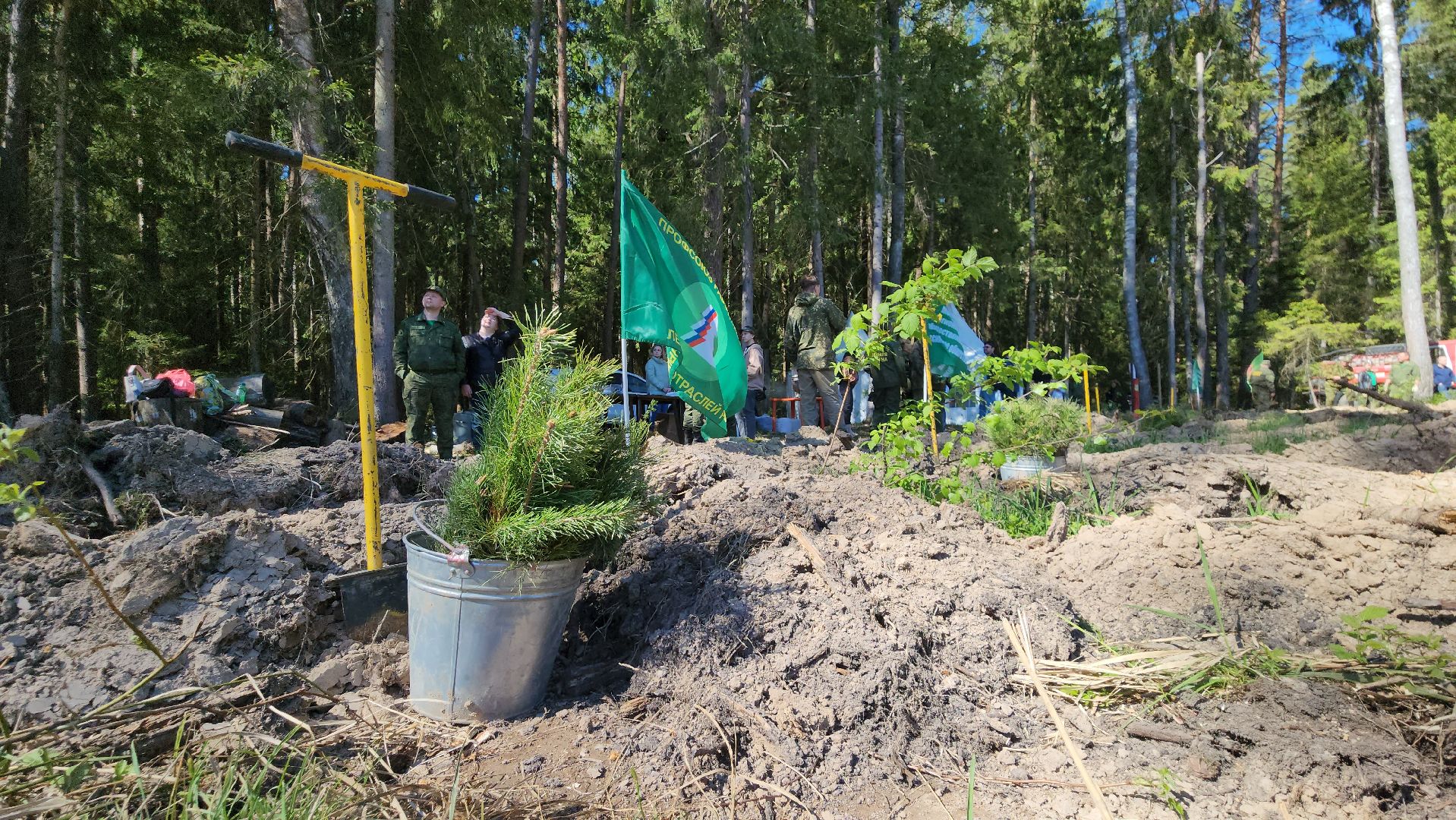 егорьевск, леоново, лес, сосны, посадка, лес будущего, саженцы,