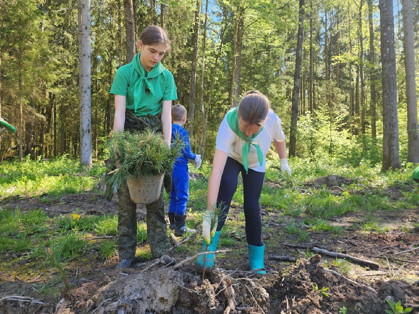 можайск, можайский городской округ, подмосковье, акция, патриотическая акция, лес будущего, сад памяти, международная акция, саженцы, посадка деревьев,