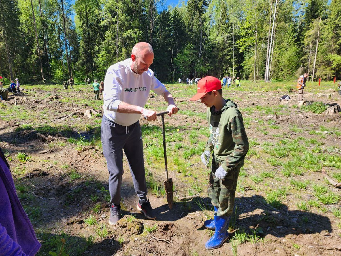 можайск, можайский городской округ, подмосковье, акция, патриотическая акция, лес будущего, сад памяти, международная акция, саженцы, посадка деревьев,