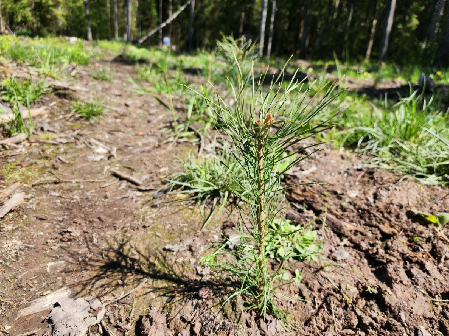 можайск, можайский городской округ, подмосковье, акция, патриотическая акция, лес будущего, сад памяти, международная акция, саженцы, посадка деревьев,