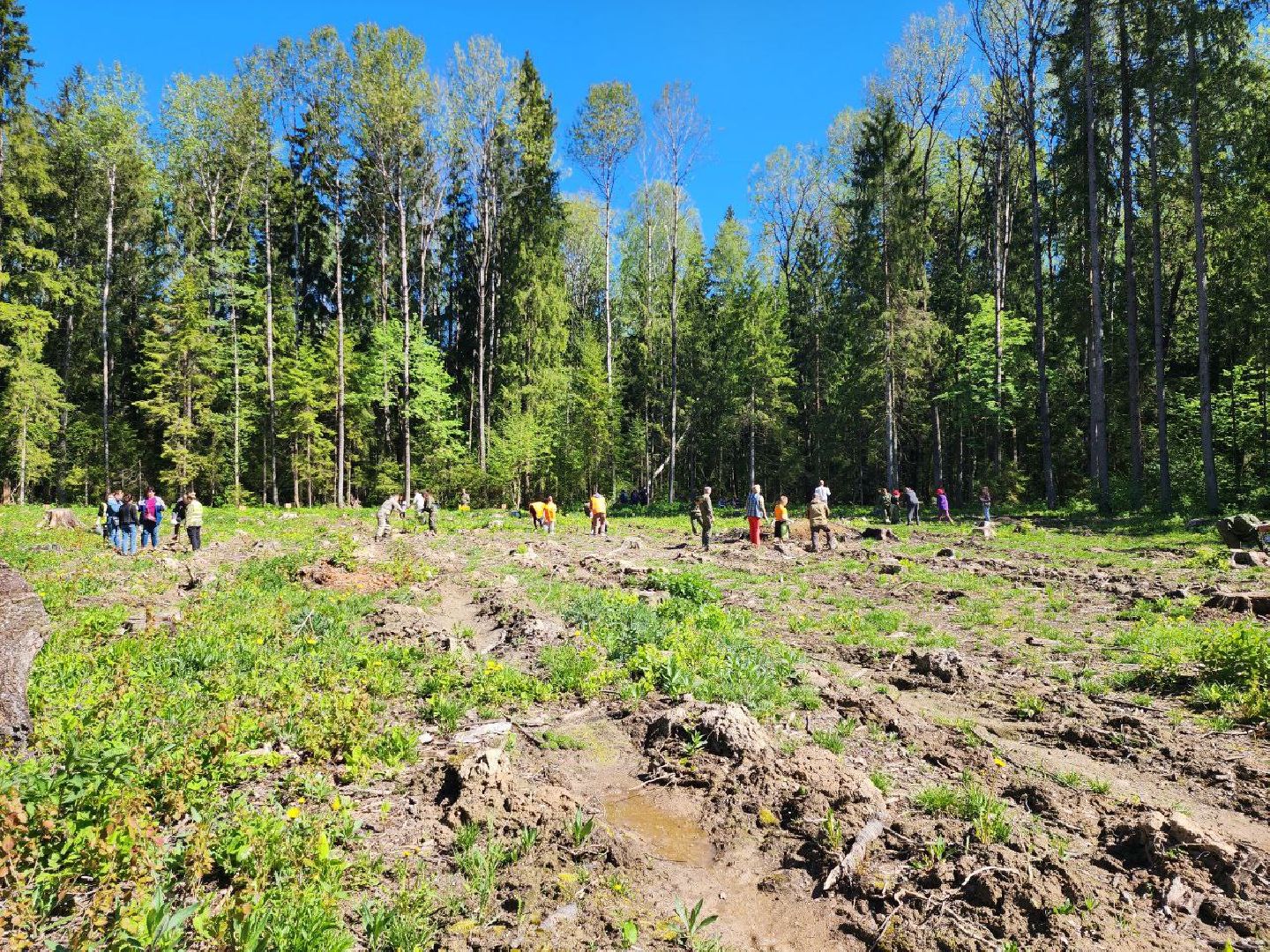 можайск, можайский городской округ, подмосковье, акция, патриотическая акция, лес будущего, сад памяти, международная акция, саженцы, посадка деревьев,