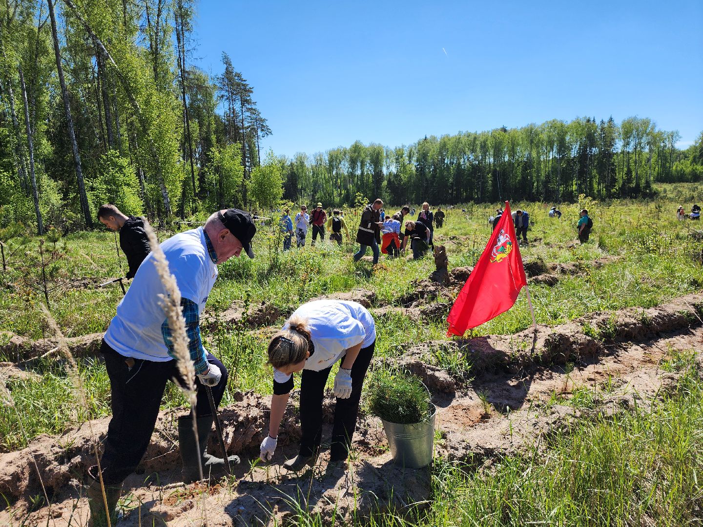 серпухов, подмосковье, сажают лес, лес будущего,