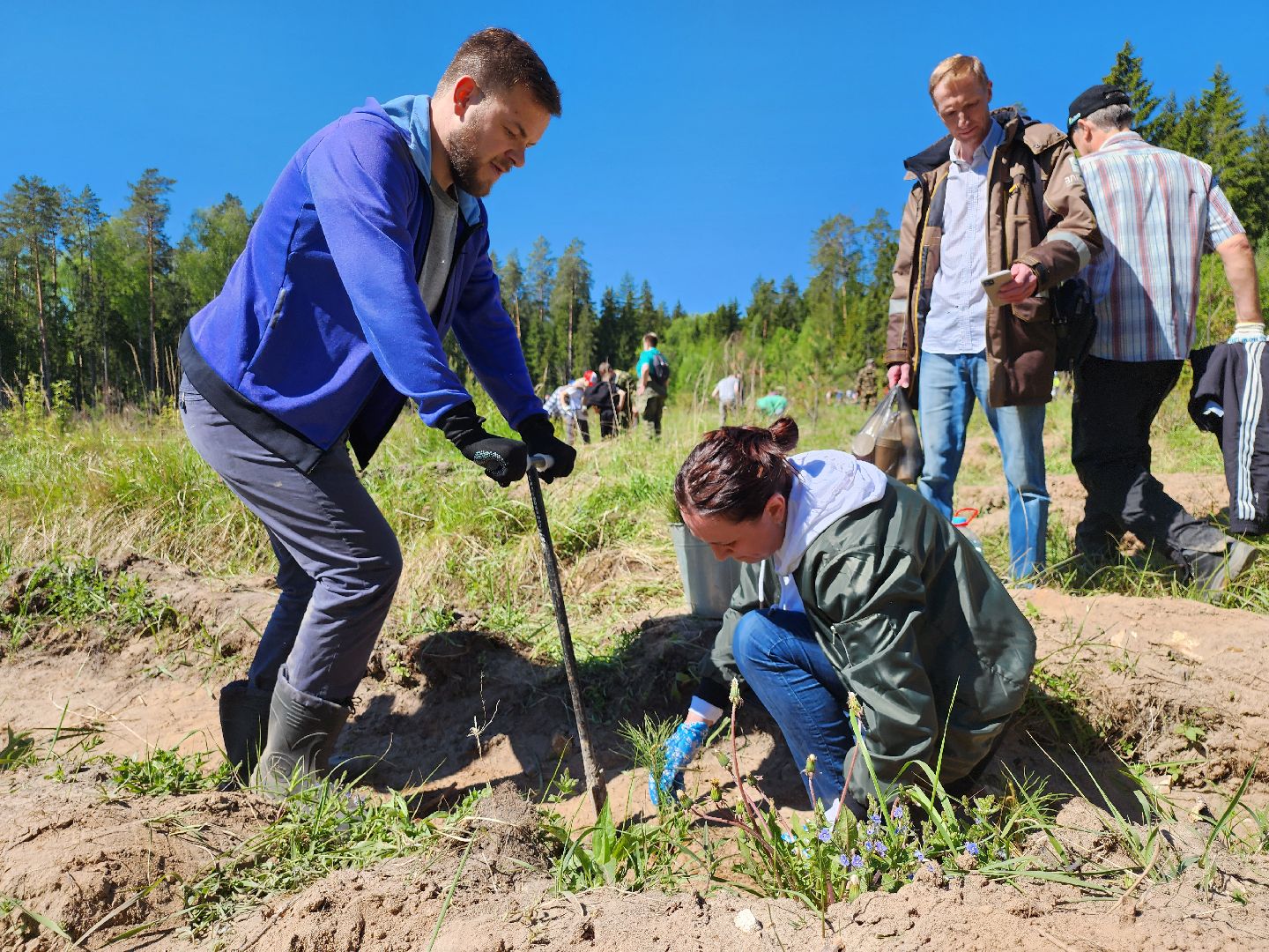 серпухов, подмосковье, сажают лес, лес будущего,