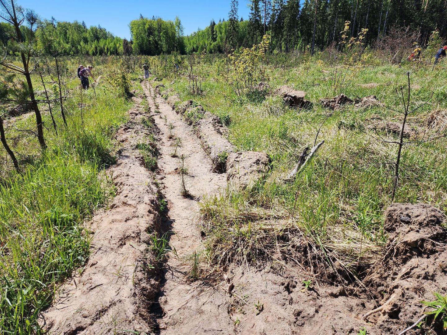 серпухов, подмосковье, сажают лес, лес будущего,