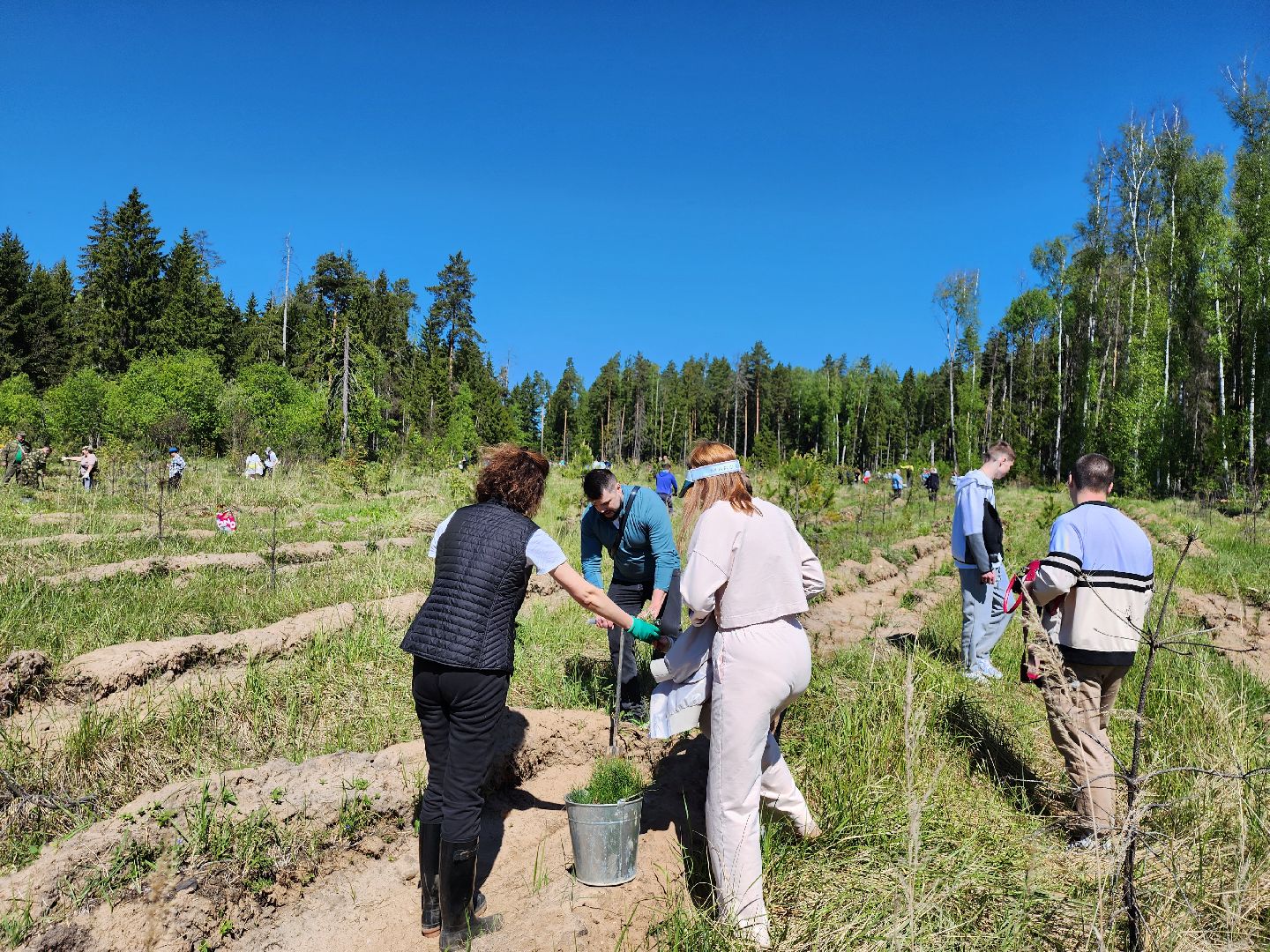 серпухов, подмосковье, сажают лес, лес будущего,