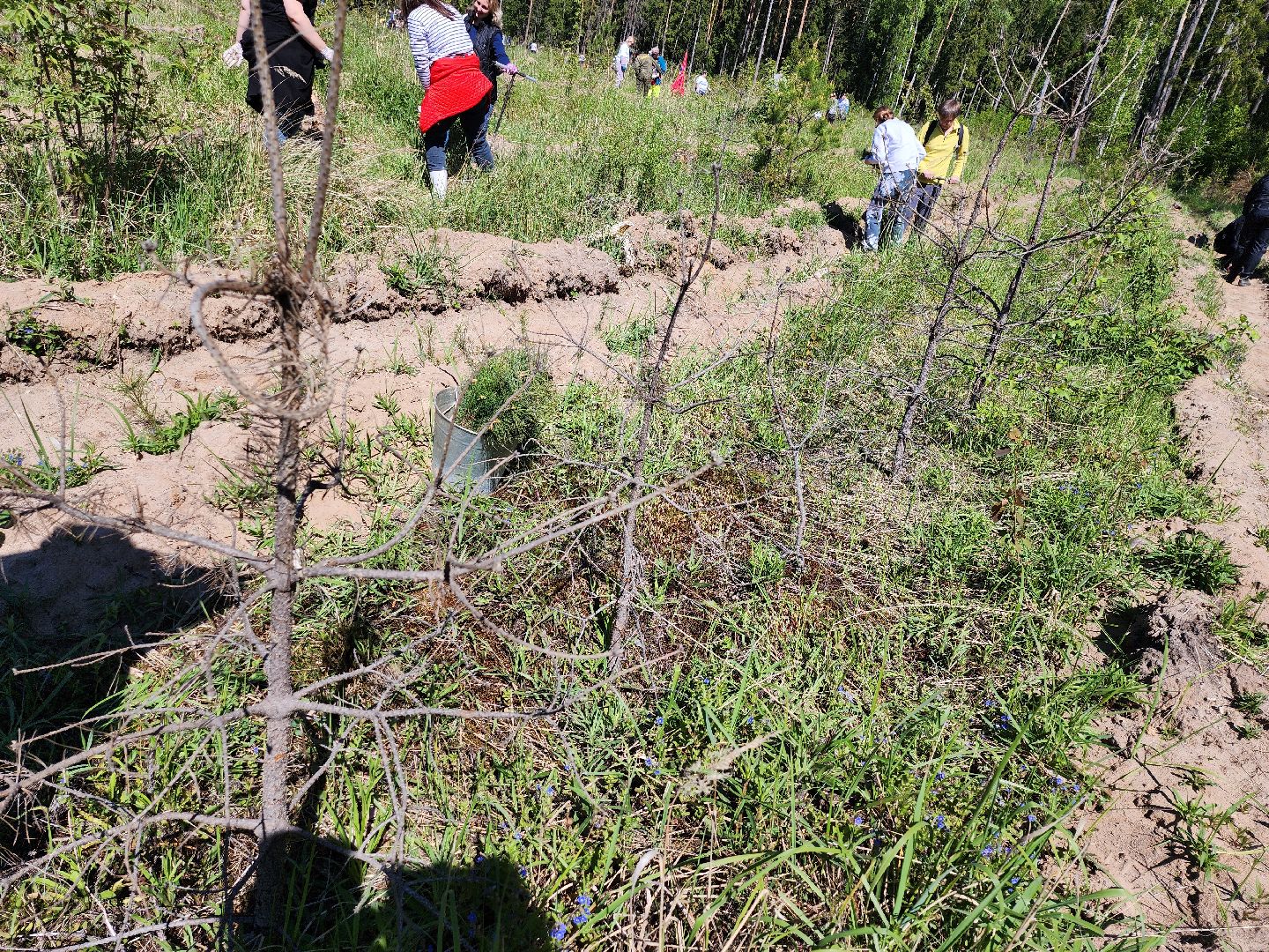 серпухов, подмосковье, сажают лес, лес будущего,