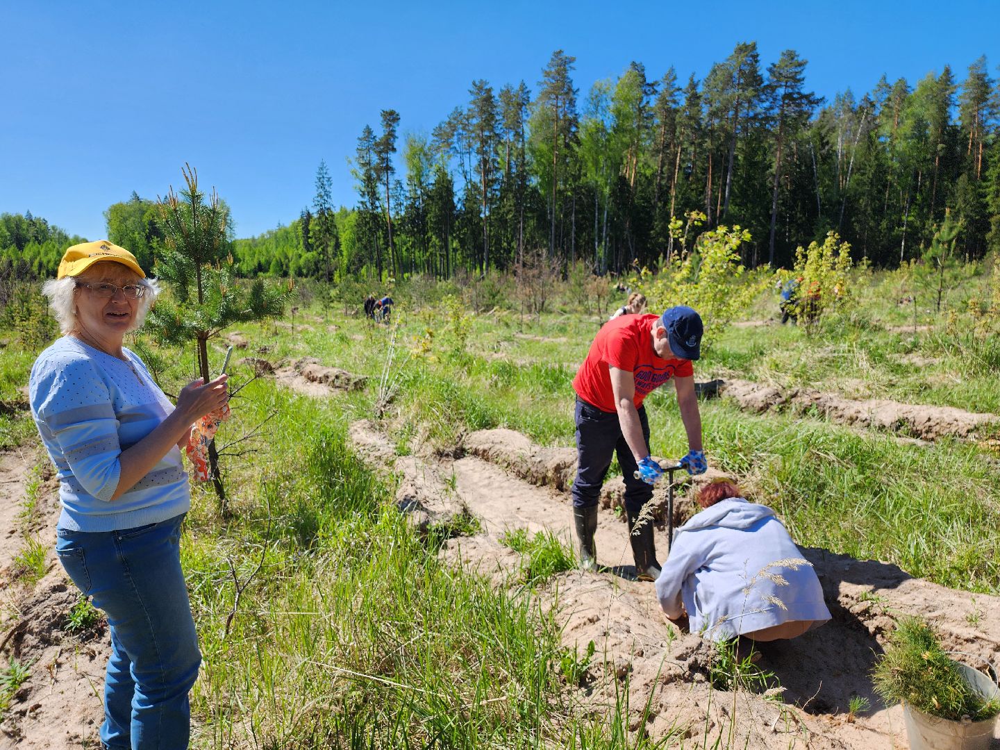серпухов, подмосковье, сажают лес, лес будущего,