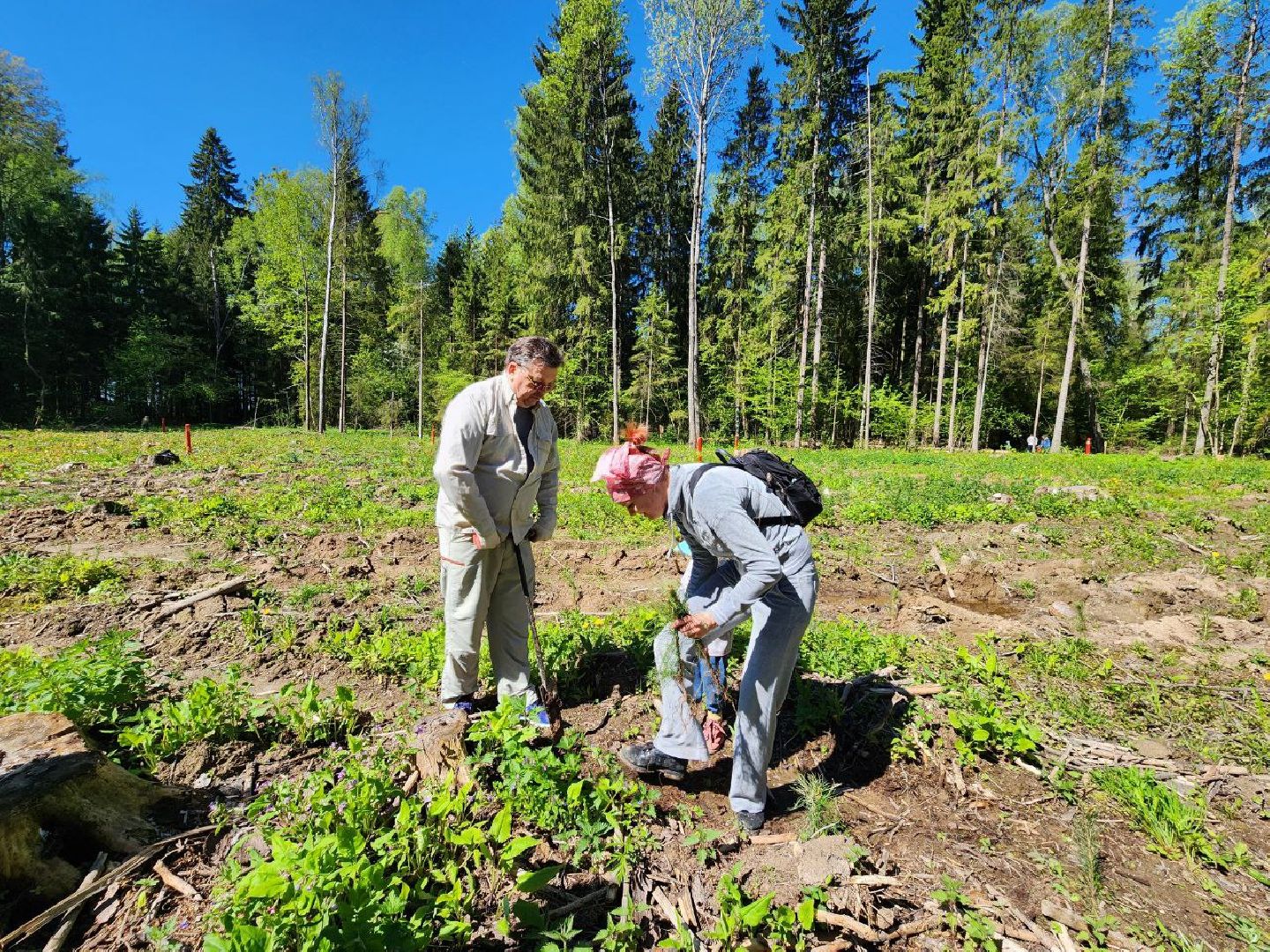 можайск, можайский городской округ, подмосковье, лес будущего, акция, международная акция, дети, деревья, саженцы, посадка,