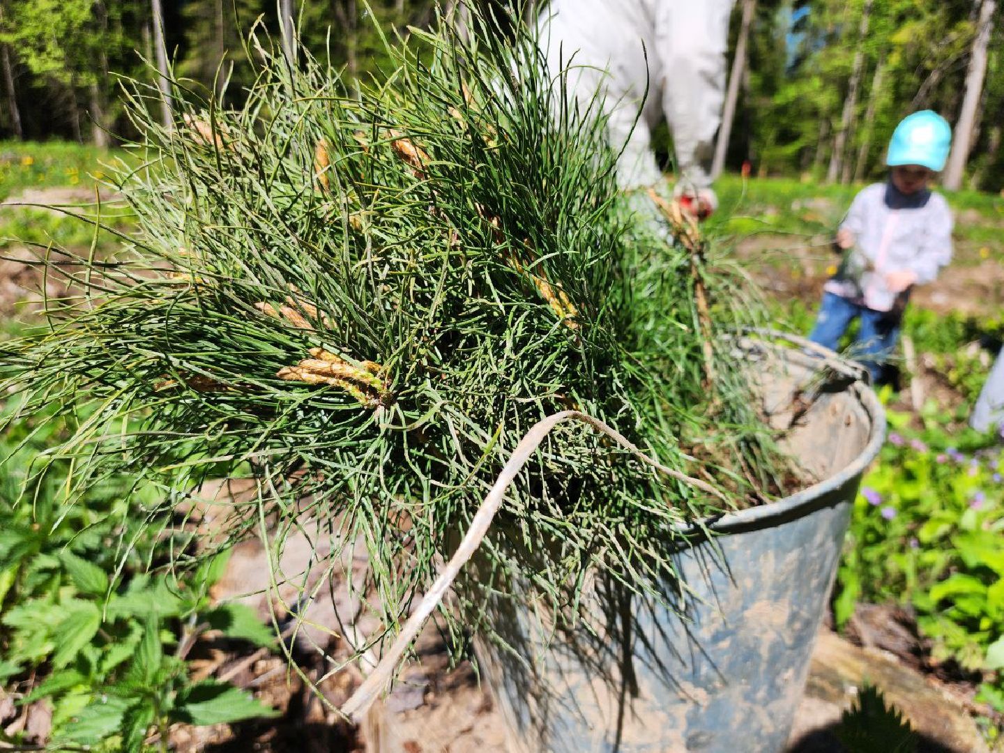 можайск, можайский городской округ, подмосковье, лес будущего, акция, международная акция, дети, деревья, саженцы, посадка,