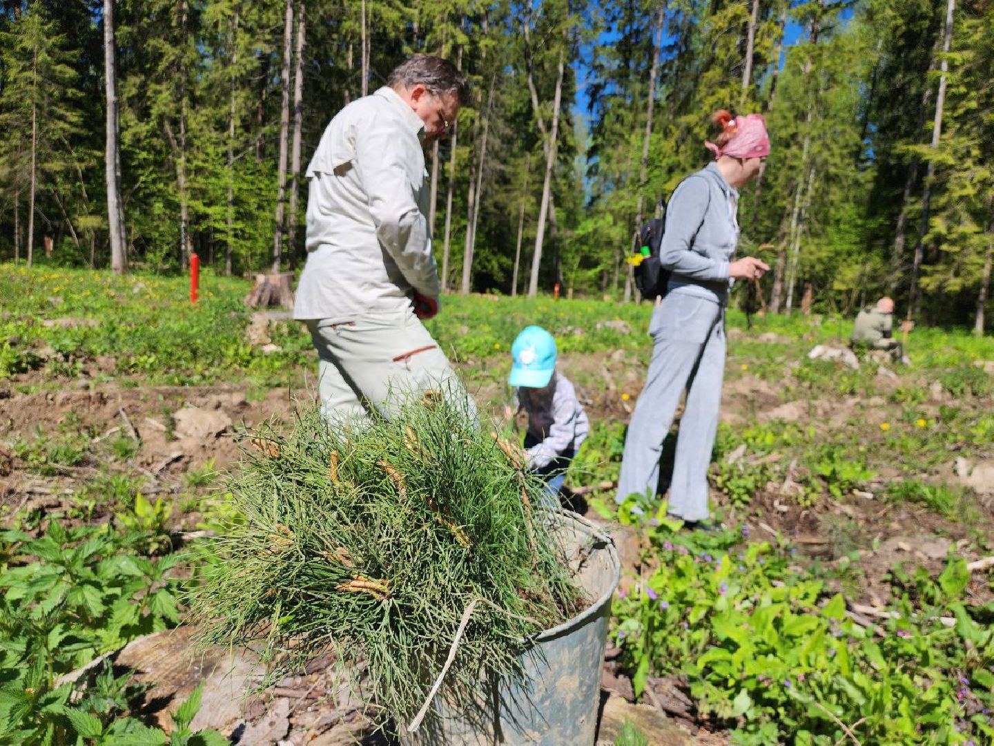 можайск, можайский городской округ, подмосковье, лес будущего, акция, международная акция, дети, деревья, саженцы, посадка,