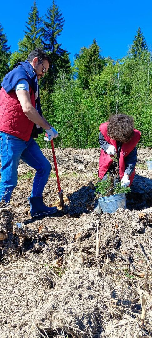 Дмитров, Лес будущего,