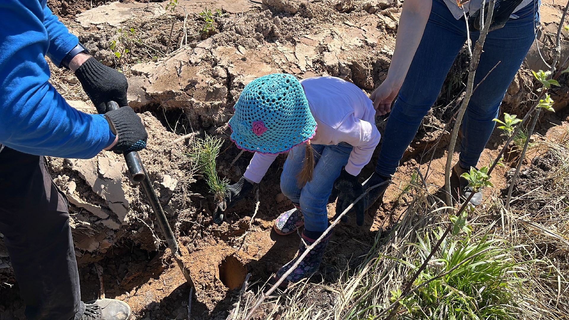 лес будущего, саженцы, сеянцы, сосны, посадка деревьев, посадка леса,