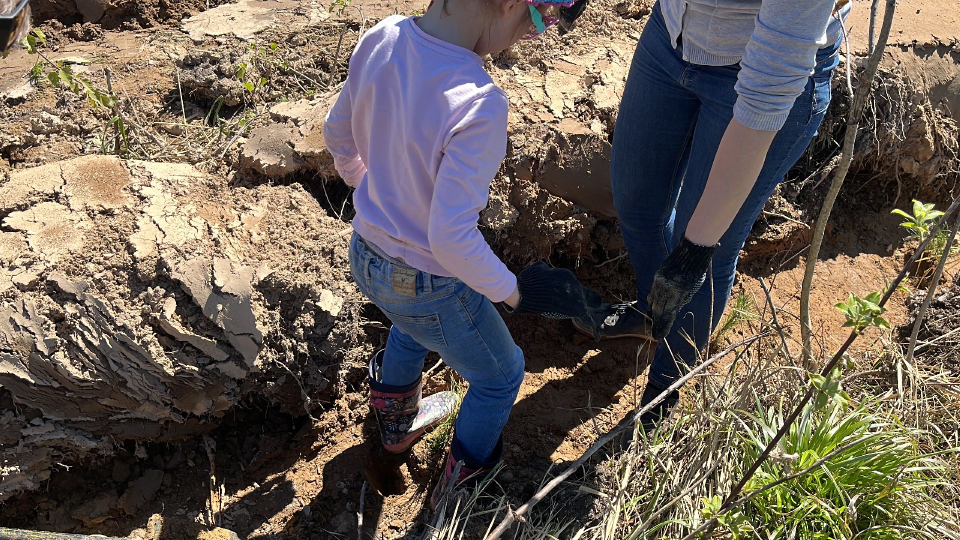 лес будущего, саженцы, сеянцы, сосны, посадка деревьев, посадка леса,