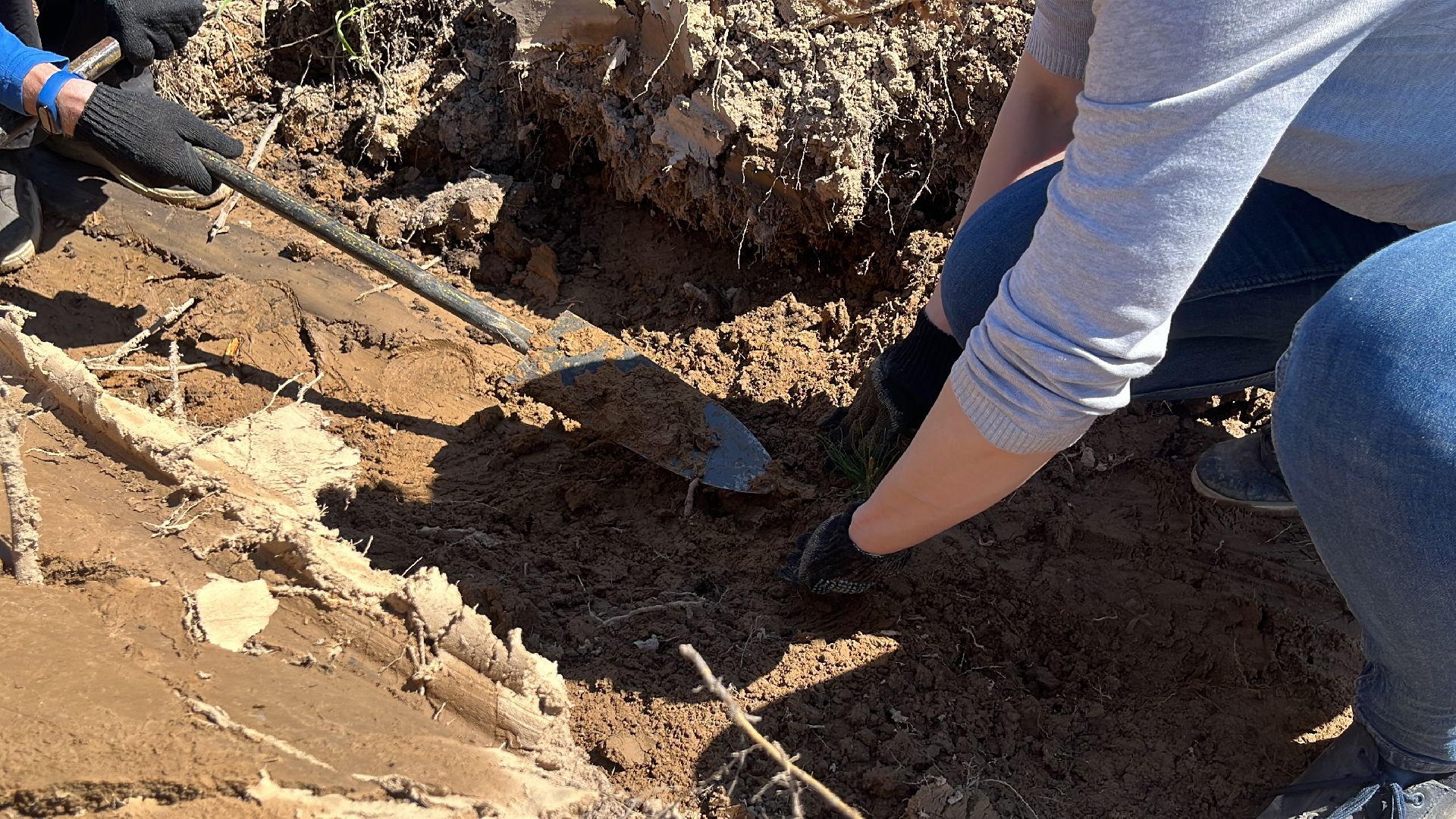 лес будущего, саженцы, сеянцы, сосны, посадка деревьев, посадка леса,