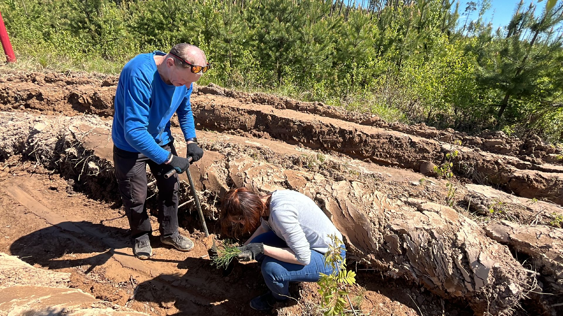 лес будущего, саженцы, сеянцы, сосны, посадка деревьев, посадка леса,