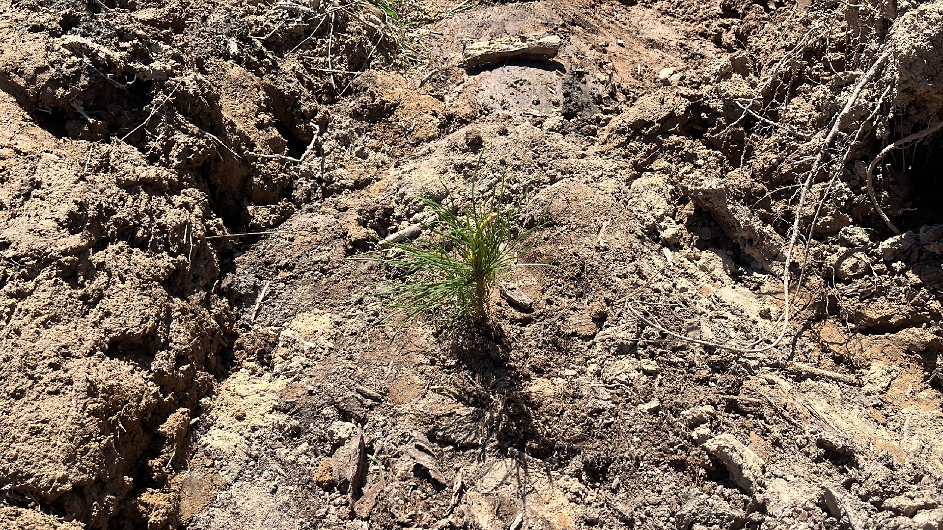 лес будущего, саженцы, сеянцы, сосны, посадка деревьев, посадка леса,