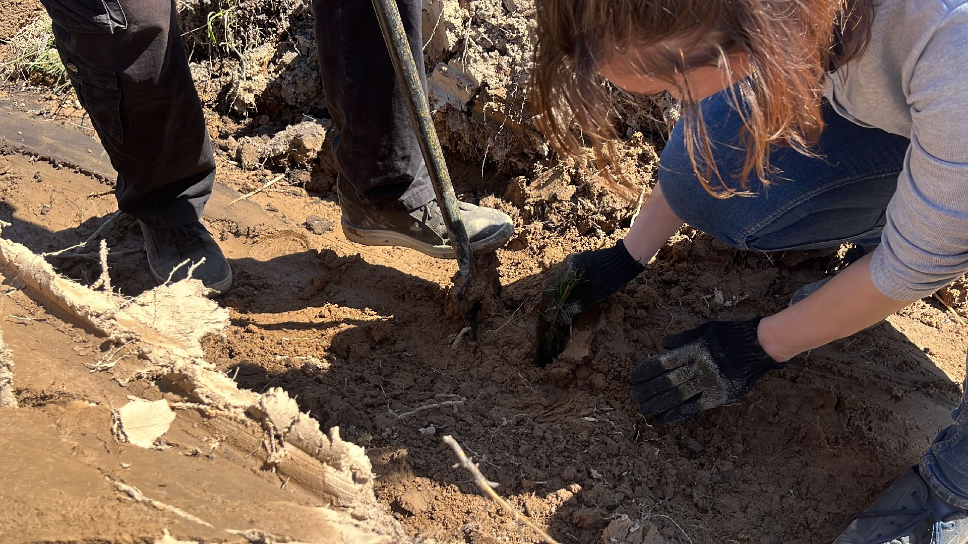 лес будущего, саженцы, сеянцы, сосны, посадка деревьев, посадка леса,