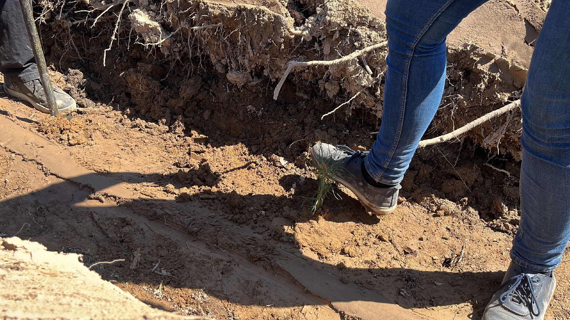 лес будущего, саженцы, сеянцы, сосны, посадка деревьев, посадка леса,