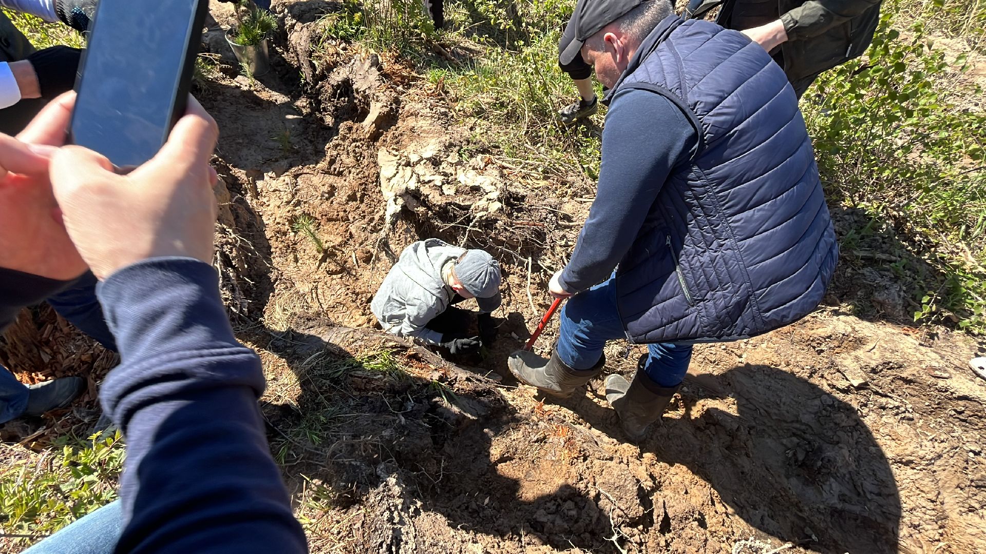 акция, экоакция, экологическая акция, лес будущего, саженцы, сосна, сосны,