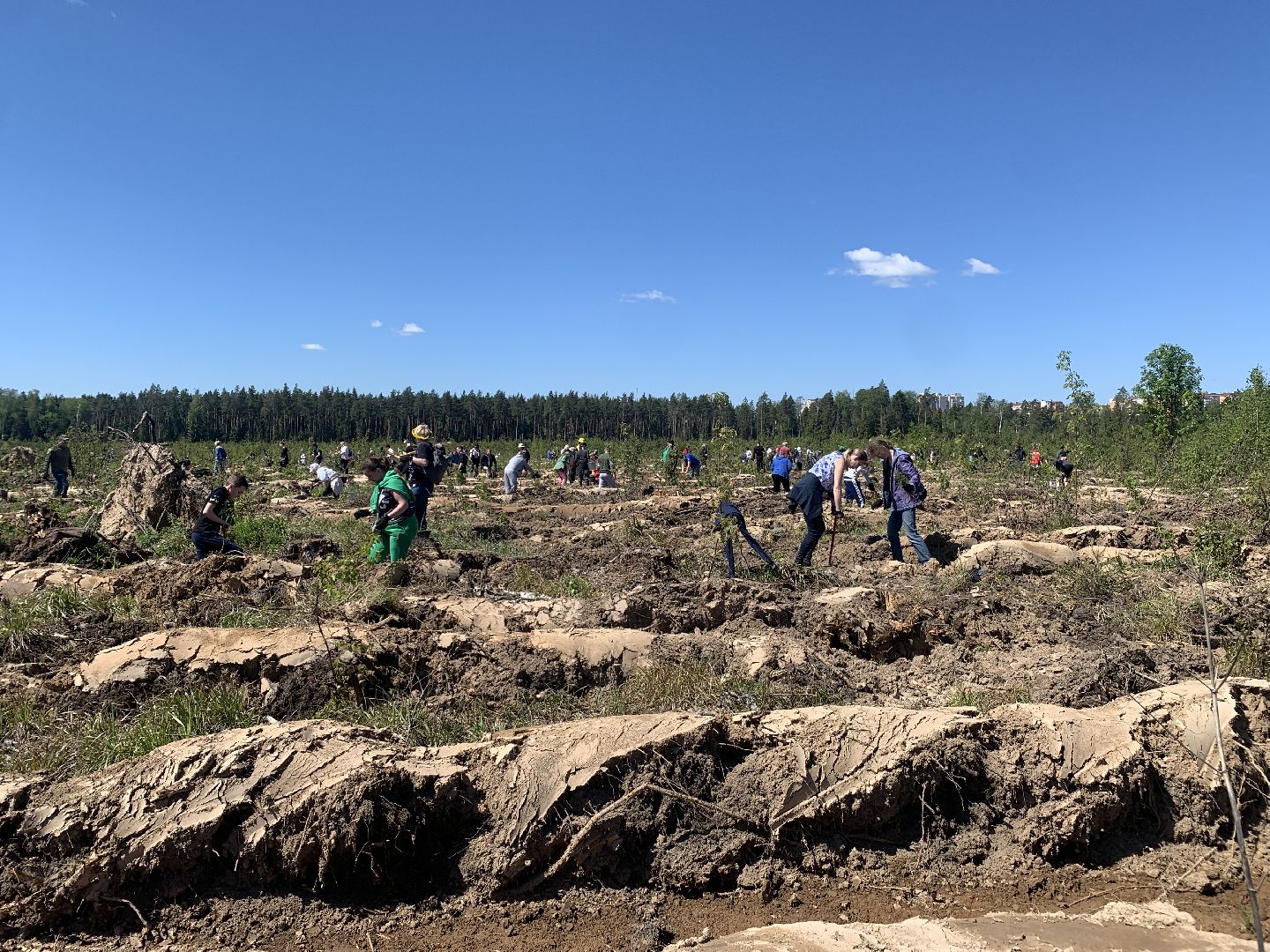 акция, экоакция, экологическая акция, лес будущего, саженцы, сосна, сосны,